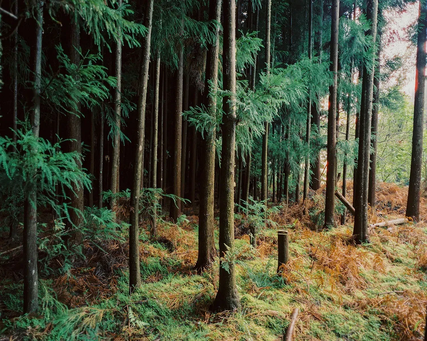 Troncos altos e ramos verdes erguem-se sobre um chão de floresta coberto de fetos.