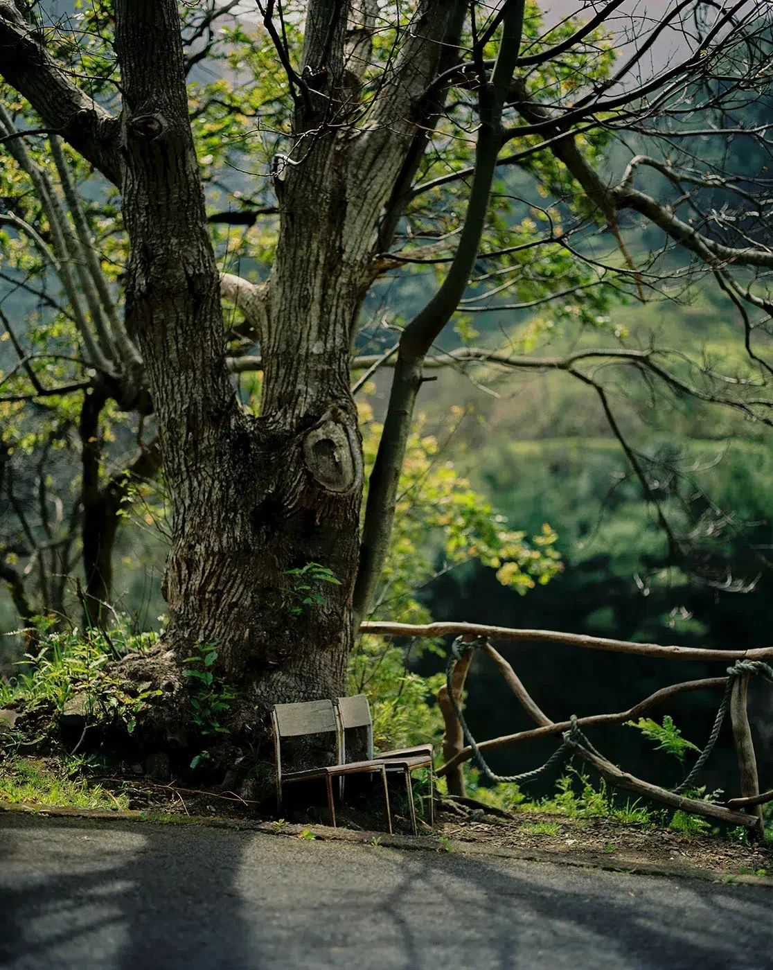 Uma cadeira de madeira está junto a um tronco de árvore e a uma vedação de madeira num caminho pavimentado.