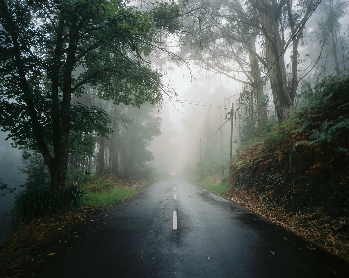 Uma estrada molhada com uma linha central branca descontínua desaparece no nevoeiro entre árvores.