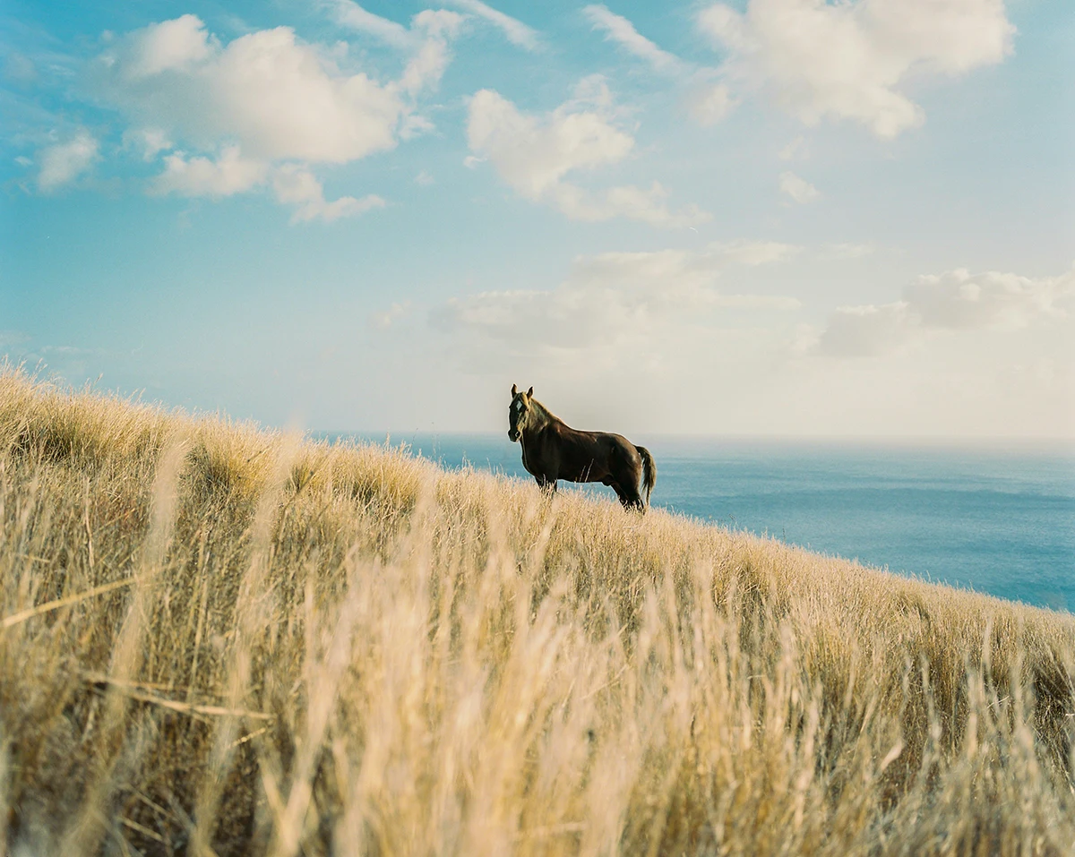 Um cavalo está entre ervas altas e secas numa encosta sobre o mar.